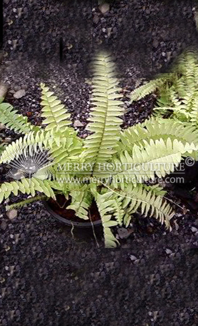 Nephrolepis exaltata Aurea (Gold) 3